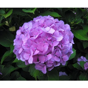 Ucuzluk Diyarı 1 Adet Mor Ortanca Fidanı Tüplüdür 30-40 cm Boy