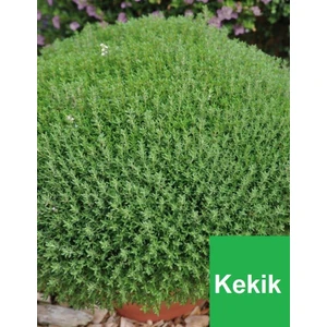 Ucuzluk Diyarı 1 Adet Kekik Fidanı Tüplüdür