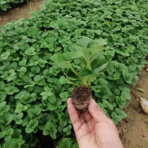 Ucuzluk Diyarı 10 Adet Camarosa Çilek Fidesi Viyolde Dikime Hazır