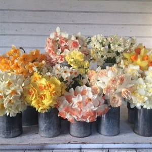 Nandina Botanik 5 'li Mis Kokulu Katmerli Full Karışık Nergis Çiçeği Soğanı