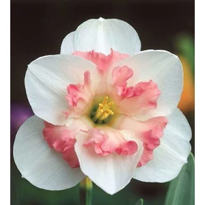 Nandina Botanik 5'li Pudra Içli Beyaz Nergis Çiçeği Soğanı