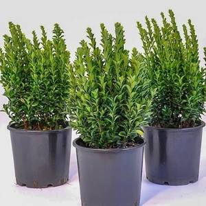 Tüplü Yeşil Taflan Fidanı Boy 40-50CM