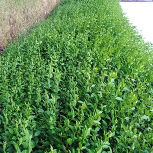 Çit Bitkisi Ligustrum Kurtbağrı Fidanı Boy 90-110CM 4 Adet