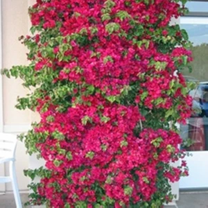 Saksıda Sarılıcı Kırmızı Tırmanıcı Begonvil Fidanı Yaş 2 Boy 80-110CM