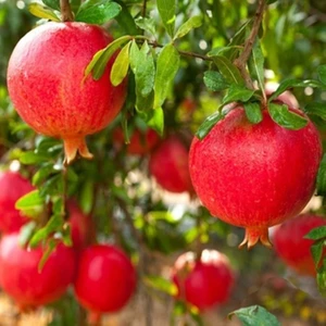 Tüplü Hicaz Nar Fidanı 70-100 cm