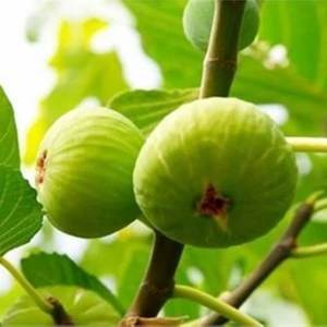 Tüplü Beyaz Lop Incir 70-100 cm