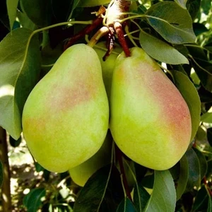 Tüplü Aşılı Santa Maria Armut Fidanı 2 Yaş - 90-110 Boy (Bol Sulu Çok Verimli