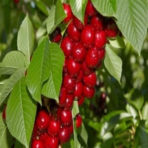 Tüplü Macar Vişne Fidanı Yaş 2 Boy 80-100CM