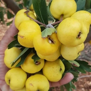 Tüplü Aşılı, Iri Meyveli Sarı Belen Alıç Fidanı