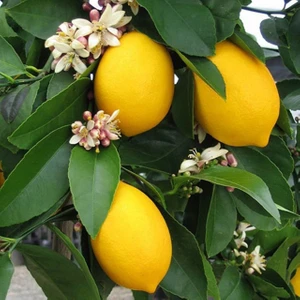 12 Litrelik Saksıda Bodur Mayer Limon Fidanı Yaş 3 Boy 90-100CM