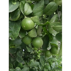 Tüplü Aşılı Lime Tahiti Limequat Fidanı 2 Yaş 50-70 cm Boy