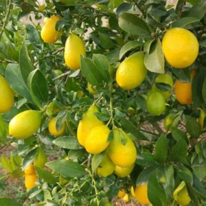 Tüplü Aşılı Lime Quat (Çekirdeksiz Limon) Fidanı 2 Yaş 90-110 cm Boy
