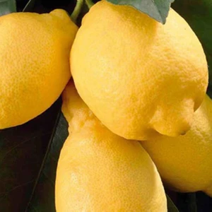 Tüplü Aşılı Enterdonat Limon 2 Yaş Boy 90-110 cm