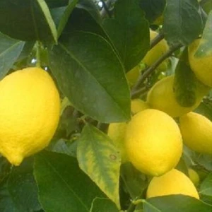 Tüplü Aşılı Kıbrıs Limonu Fidanı