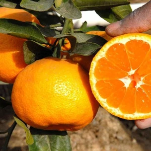 Tüplü Aşılı Saksılık Bodur Miho Wase Mandalina Fidanı 2 Yaş 40-60 cm Boy