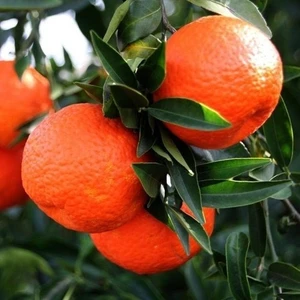 Saksılık Aşılı Bodur Kokulu King Mandalina 2 Yaş 60 80 cm Boy