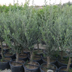 Saksıda Yarı Bodur 7-10 Kutur Gemlik Zeytin Fidanı 4-5 Yaş 50-70 cm Boy