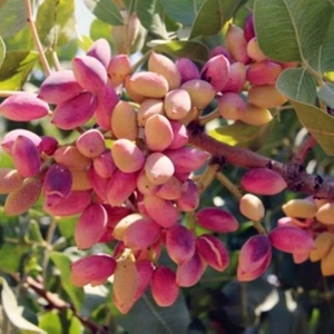 Tüplü 2  Adet Antep Fıstığı 40-60 cm