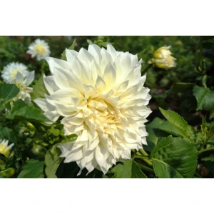 Nandina Botanik Yıldız Çiçeği Soğanı 3 Adet Kırık Beyaz( Dahlıa Yumrusu)