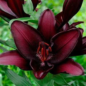 Nandina Botanik Kadife Bordo Kokulu Lilyum (Zambak) Çiçeği Soğanı 3 Adet