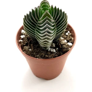 Crassula Buddha's Temple Sukulent
