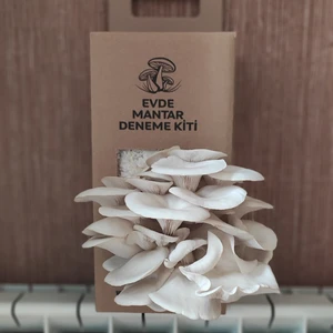 Evde Mantar Istridye Mantarı Hobi Deneme Kiti - 3 kg - Whatsapp Destek Hattı - Broşür