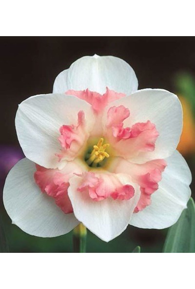 Nandina Botanik 5'li Pudra Içli Beyaz Nergis Çiçeği Soğanı