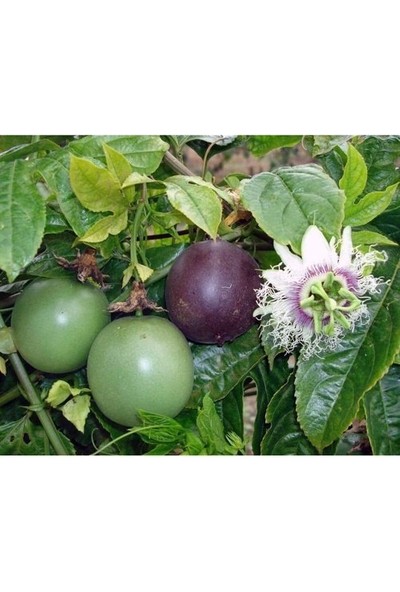 Tüplü Passiflora Fidanı Yaş 1 Boy 40-60CM