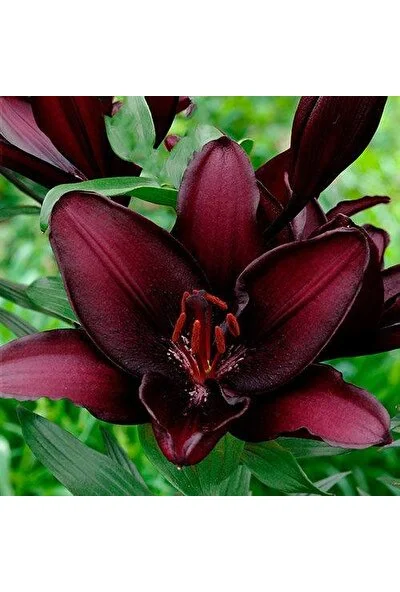 Nandina Botanik Kadife Bordo Kokulu Lilyum (Zambak) Çiçeği Soğanı 3 Adet