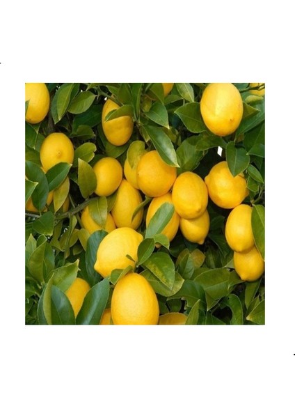 Saksılı Ultra Bodur Yediveren Limon Fidanı 20-30 cm Aşılı 2 Yaş