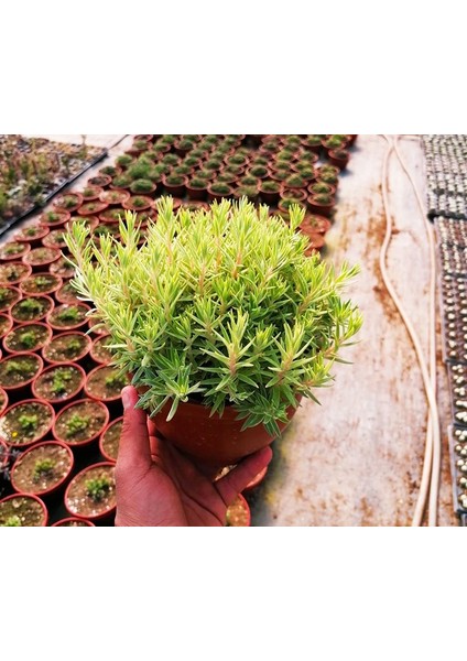 Karanfil Sedum