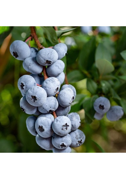 Tüplü Aromalı Bluejay Yaban Mersini Fidanı