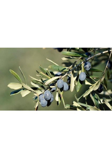 1 Adet Edincik ( Su ) Zeytin Fidanı Tüplüdür