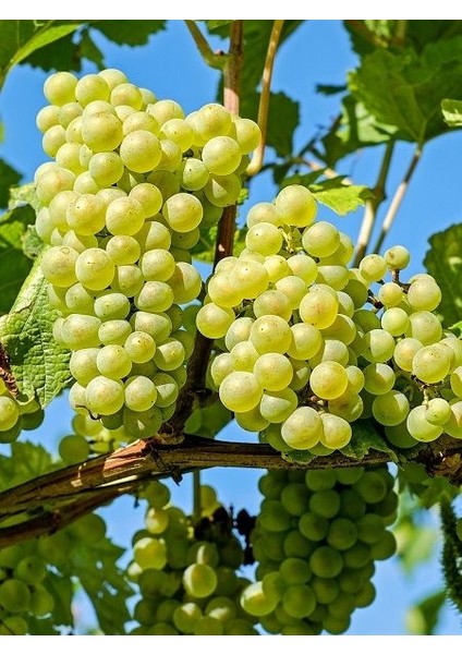 1 Adet Sultaniye Üzüm Fidanı Tüplüdür