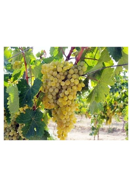 1 Adet K7 Üzüm Fidanı Tüplüdür