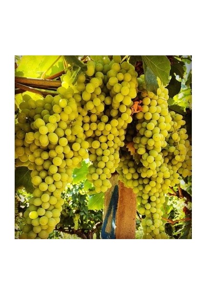 1 Adet Süperiörseedles Üzüm Fidanı Tüplüdür