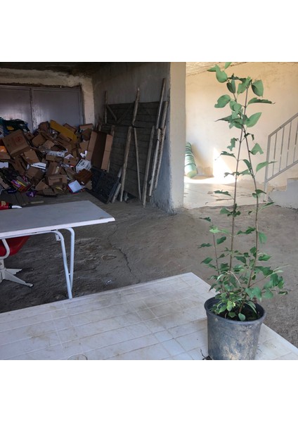 3 Adet Beyaz ( Kokulu ) Leylak Fidanı Tüplüdür 70 - 80 cm fiyatları