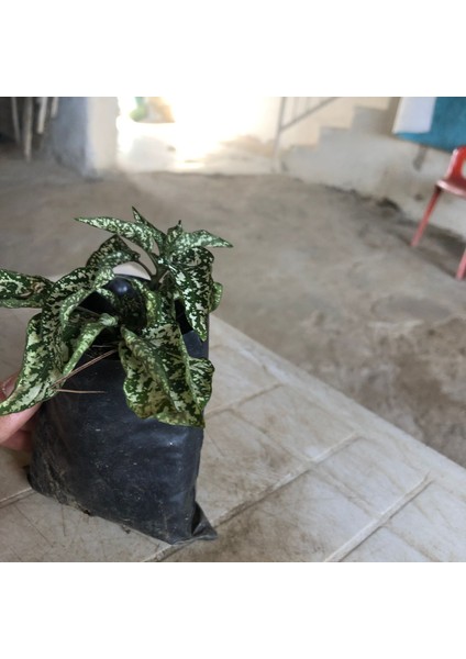 1 Adet Hypoestes ( Hostes ) Çiçeği Fidanı Tüplüdür fiyatları