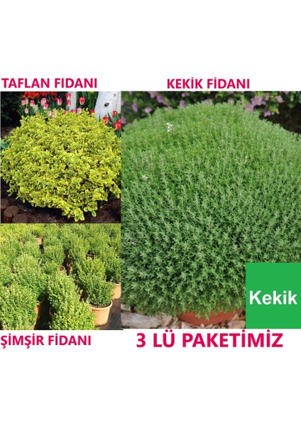 1 Adet Kekik Fidanı + 1 Adet Taflan Fidanı + 1 Adet Şimşir Fidanı