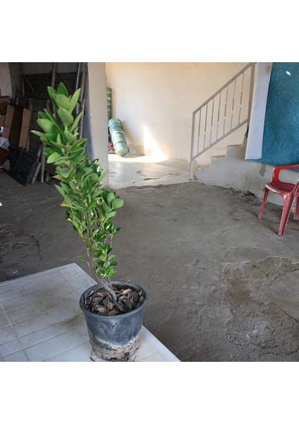 1 Adet Kekik Fidanı + 1 Adet Taflan Fidanı + 1 Adet Şimşir Fidanı fırsatları