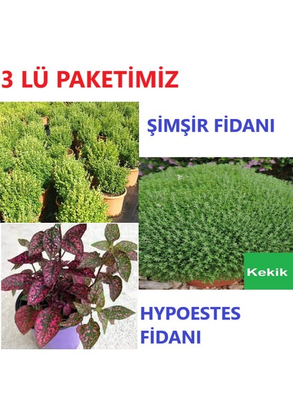 1 Adet Şimşir Fidanı + 1 Adet Hostes ( Hypoestes ) Çiçeği Fidanı + 1 Adet Kekik Fidanı