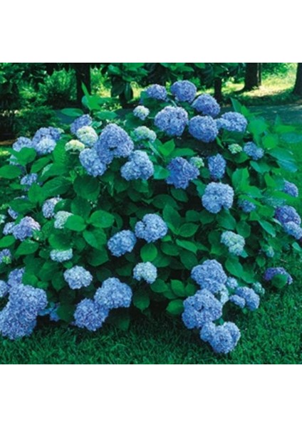 1 Adet Mavi Ortanca Fidanı Tüplüdür 30-40 cm Boy