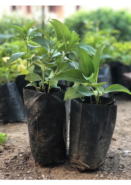 1 Adet Mavi Ortanca Fidanı Tüplüdür 30-40 cm Boy fiyatları