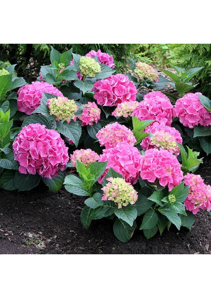 1 Adet Ithal Ortanca Fidanı Tüplüdür 30-40CM Boy