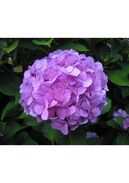 1 Adet Mor Ortanca Fidanı Tüplüdür 30-40 cm Boy