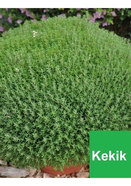 1 Adet Kekik Fidanı Tüplüdür