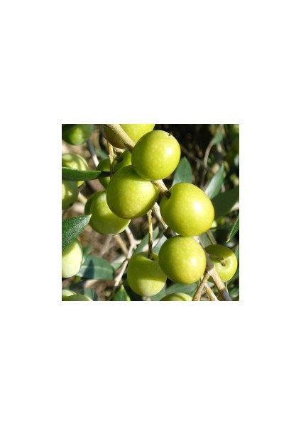 1 Adet Domat Zeytin Fidanı Tüplüdür