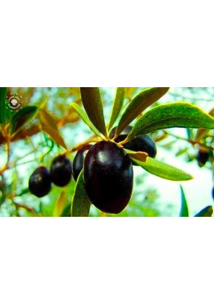 1 Adet Edincik ( Su ) Zeytin Fidanı Tüplüdür