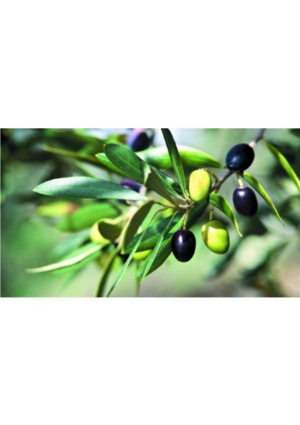 1 Adet Nizip Zeytin Fidanı Tüplüdür