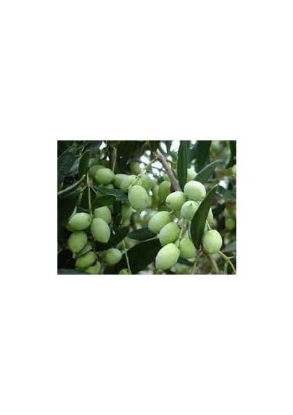 1 Adet Koroneki Zeytin Fidanı Tüplüdür